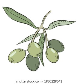 Green olives on a branch, vector. Whole olive. A plucked branch with leaves and fruits. Hand drawing. Collecting oilseeds.