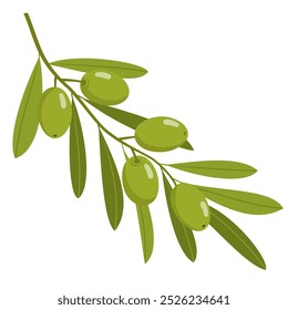 Green olives on a twig. An olive branch with leaves and fruits. Illustrated vector clipart.