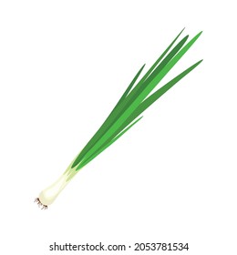 Green onion, Allium. Salad onions, wild cherries, shallots, leeks, skoroda and Chinese onions. A herbaceous plant from the Onion family, used for food in the preparation of various dishes. 