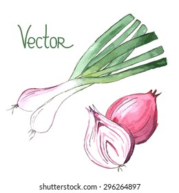 green onion and bulb watercolor vector isolate on white