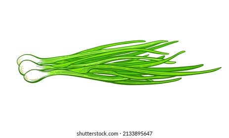 Green onion bunch. Vector fresh leaves. Illustration isolated on white background. Farm organic vitamin food
