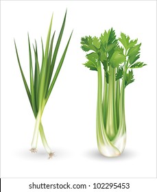 Green Onion And Celery. Vector Illustration.