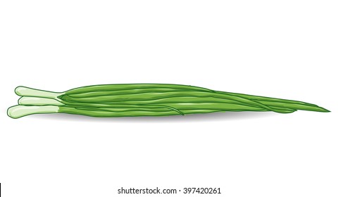 Green onion chives over white. Vector background