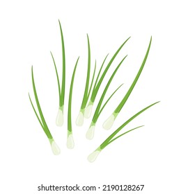 Green onion, chives or scallion, vector illustration isolated on white background