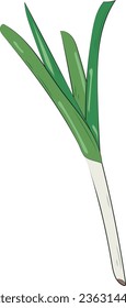 Green Onion Element Chives Slices Illustration Graphic Element Art Card