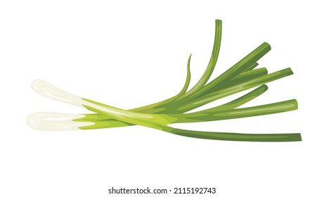 Green onion isolated on white background. Healthy nutrition. Vegan, vegetarian diet. Whole vegetable. Organic raw vegan healthy food. Fresh salad.