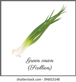 Green onion isolated on white top view. Vector flat illustration for print or web. Collection card with calligraphy text
