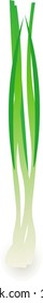 Green onion isolated vector illustration