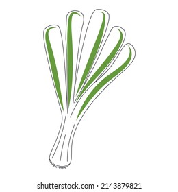 Green onion isolated vector illustration. Onion bunch hand drawn culinary ingredient. Organic healthy food icon