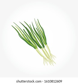 Green onion isolated vector on the white background