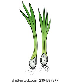 Green onion on white background