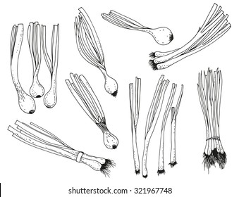 Green onion on a white background, hand drawn vector food set