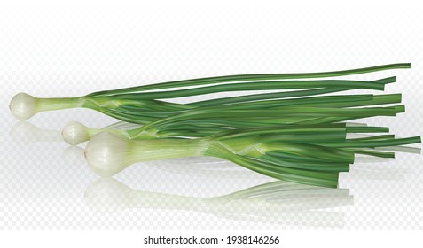 Green onion scallion. Vector mesh illustration