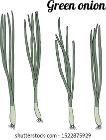 Green onion set healthy leaves vegetarian food vector illustration
