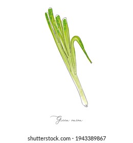 Cebolla verde dibujando mano vegetal vector de acuarela para el diseño de alimentos, menú, restaurante, bar, programa de dieta. Planta de hierbas aromáticas aisladas
