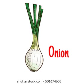 Green onion vegetable sketch. Isolated scallion with green leaves icon. Agriculture harvest, vegetarian salad menu design