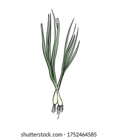 Green onion, vegetables on white background, vector illustration.