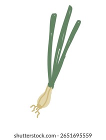 Cebola verde com bulbo branco e folhas verdes longas isoladas no fundo branco. Ilustração desenhada à mão de cebolinha. 
