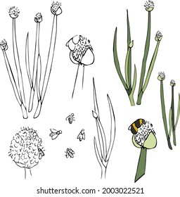 Green onions and bees. Vector illustration drawn by hand. Contours and fill.