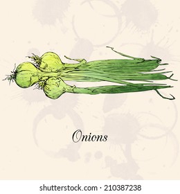Green onions, drawing by ink and watercolor at vintage background, hand drawn vegetables,  vintage vector illustration