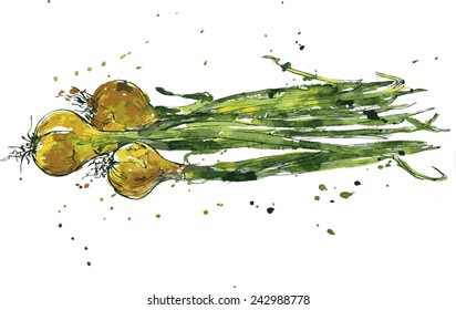 Green onions, drawing by ink and watercolor with paint stains, hand drawn vegetables, vintage design elements,  vector illustration