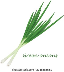 Green onions. Fresh green onions. The concept of healthy eating.Vitamin vegetable. Vector illustration of a bow