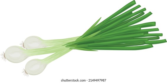 Green onions. Fresh green onions. The concept of healthy eating.Vitamin vegetable. Vector illustration of a bow