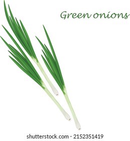 Green onions. Fresh green onions. The concept of healthy eating.Vitamin vegetable. Vector illustration of a bow