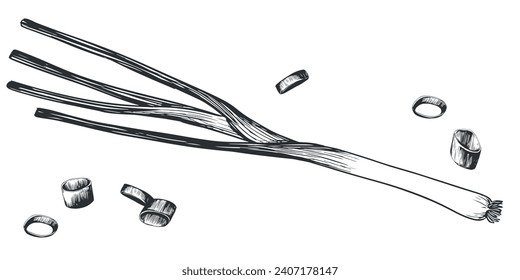 Green onions lie. Hand drawn vector illustration in engraving style. Detailed drawing of kitchen herbs whole and pieces. Farmer's market product. Sketch great for menu, label, icon. Spices on white.