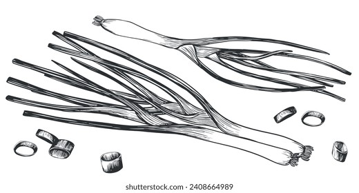Green onions lie. Hand drawn vector illustration in engraving style. Detailed drawing of kitchen herbs whole and pieces. Farmer's market product. Sketch great for menu, label, icon. Spices on white.