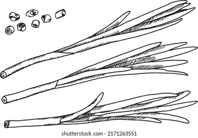 Green onions. Line art vector illustration. Isolated on a white background. For your design.