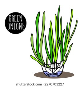 green onions are placed in jar with water in bunches. seedlings. whole feathers and trimmed. vegetable garden on the window. in style sketch. farm vegetables. sprouting onions. Icon