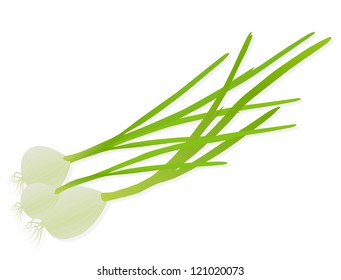 Green onions and spring onions detailed illustration background vector