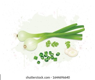 Green Onions vector illustration with  beans and onions round pieces 