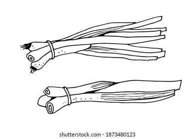 Green onions vector illustration, herbs hand drawn sketch isolated on white background