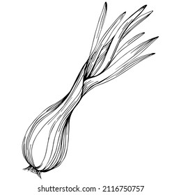 Green onions vector isolated. Herbal engraved style illustration. Detailed organic product sketch.The best for design logo, menu, label, icon, stamp.