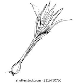 Green onions vector isolated. Herbal engraved style illustration. Detailed organic product sketch.The best for design logo, menu, label, icon, stamp.