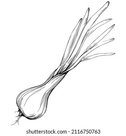 Green onions vector isolated. Herbal engraved style illustration. Detailed organic product sketch.The best for design logo, menu, label, icon, stamp.