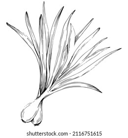 Green onions vector isolated. Herbal engraved style illustration. Detailed organic product sketch.The best for design logo, menu, label, icon, stamp.