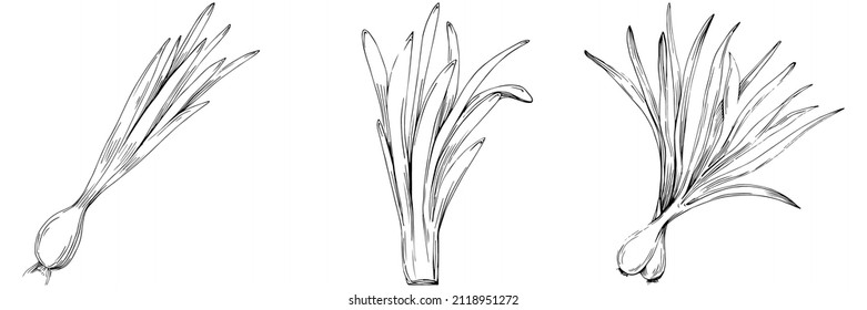 Vector de cebollas verdes aislado. Ilustración de estilo con grabado de hierbas. Esbozo detallado del producto orgánico.El mejor para el diseño logotipo, menú, etiqueta, icono, sello.