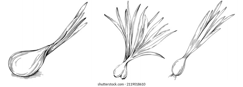 Green onions vector isolated. Herbal engraved style illustration. Detailed organic product sketch.The best for design logo, menu, label, icon, stamp.