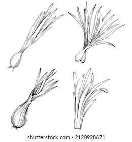 Green onions vector isolated. Herbal engraved style illustration. Detailed organic product sketch.The best for design logo, menu, label, icon, stamp.