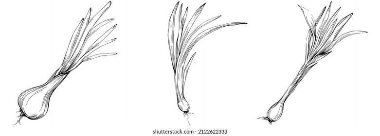 Green onions vector isolated. Herbal engraved style illustration. Detailed organic product sketch.The best for design logo, menu, label, icon, stamp.