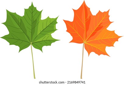 Green and orange autumn leaf of Norway maple or Acer platanoides isolated on white background