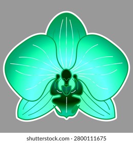 Green orchid flower isolated on gray background, detailed studio shot