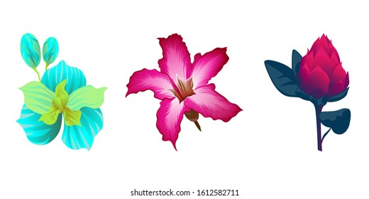 Green Orchid. Pink Adenium. Red Vriesea. Vector illustration. Isolated illustration element. Floral botanical flower. Wild leaf wildflower isolated. Exotic tropical hawaiian jungle.