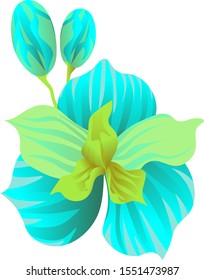 Green Orchid. Vector illustration. Isolated illustration element. Floral botanical flower. Wild leaf wildflower isolated. Exotic tropical hawaiian jungle.