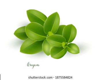 Green oregano leaves branch. Herb plants for cooking and flavor vector illustration. Botanical organic element on white background. Realistic herbal spice ingredient.