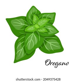 Green oregano leaves spice. Vector illustration isolated on white. Oregano herb for design element in culinary, package decoration, sticker, label