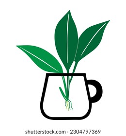Green outline hand drawing vector illustration of a decorative plant Dieffenbachia in a transparent mug isolated on a white background